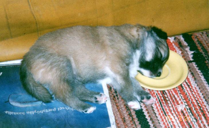 Reppulin War-Elured, v�synyt ruokailija